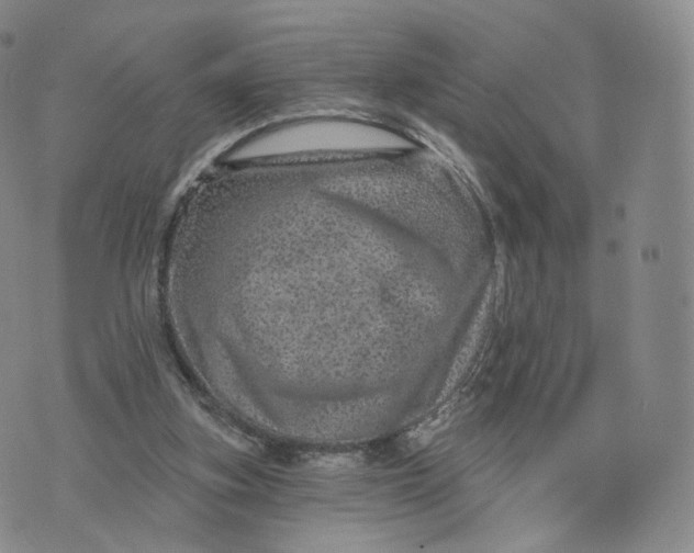 X0000076320155200610161652