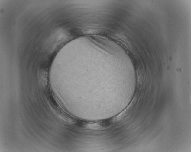 X0000076320171200610161653