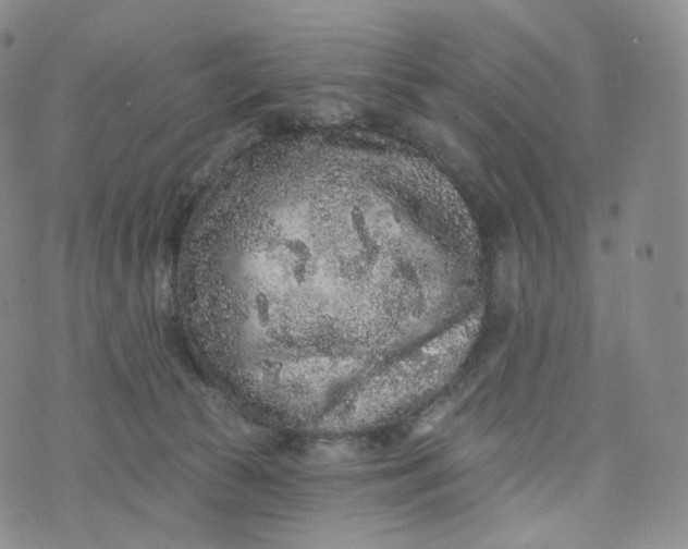 X0000076320177200610161653