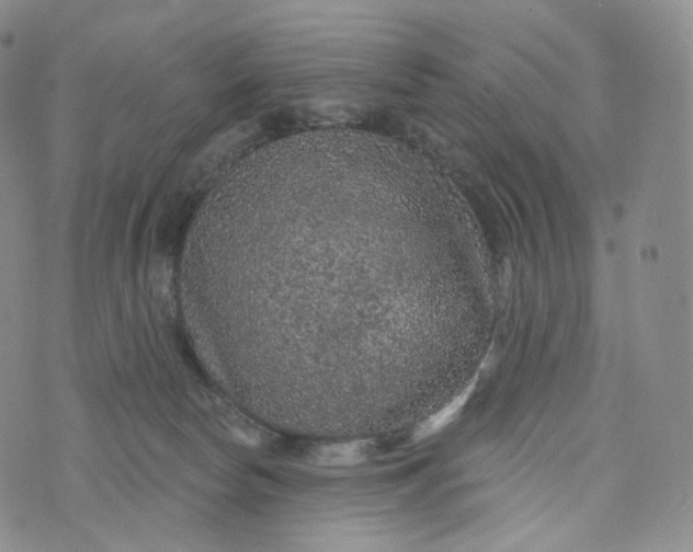 X0000076320178200610161653