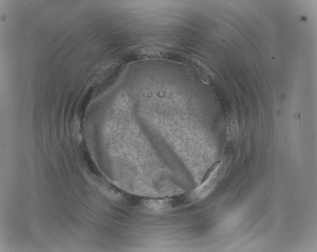 X0000076320187200610161653