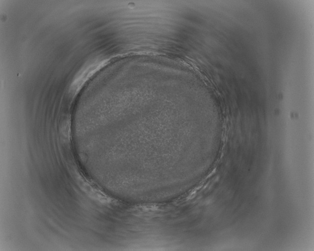 X0000076320194200610161652