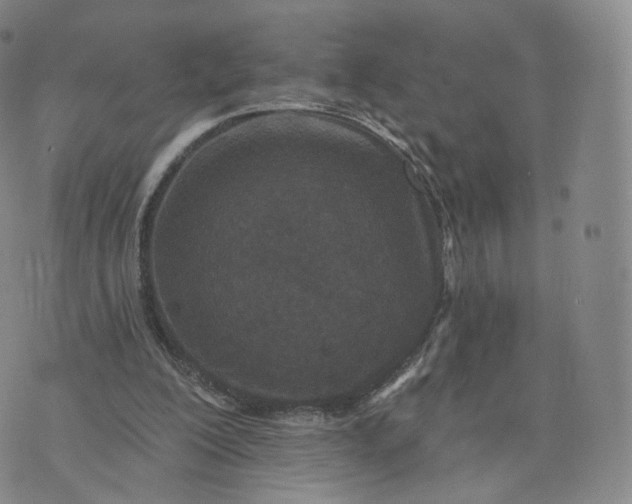 X0000076320200200610161652