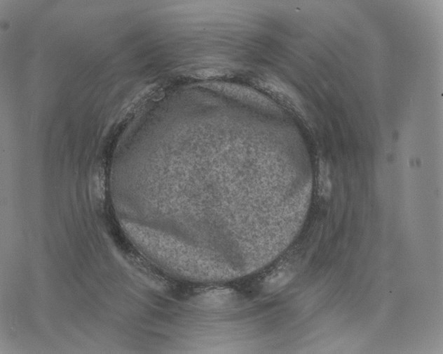 X0000076320210200610161652