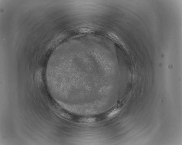 X0000076320217200610161652