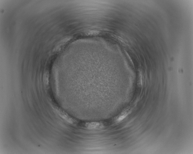 X0000076320230200610161652