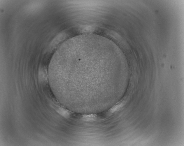 X0000076320240200610161651