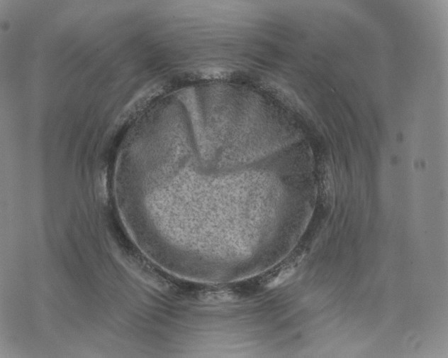 X0000076320262200610161651