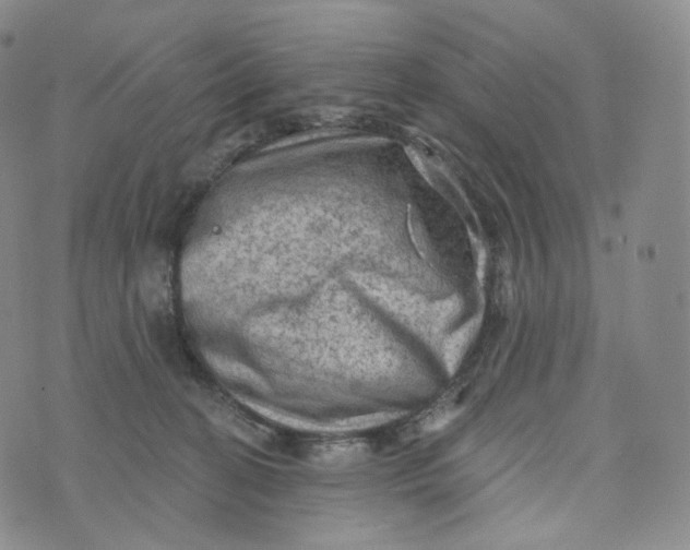 X0000076320274200610161651