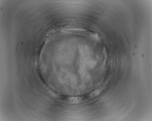 X0000076320277200610161651