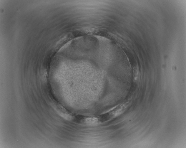 X0000076320279200610161651