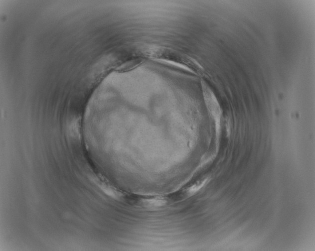 X0000076320286200610161651