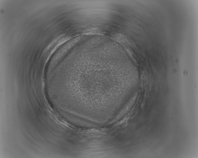 X0000076320290200610161651