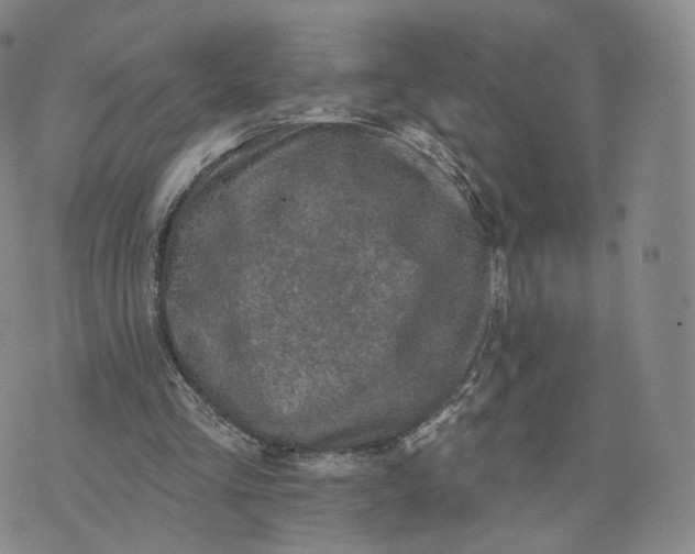 X0000076320293200610161651