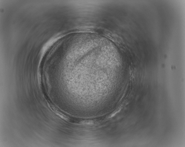 X0000076320294200610161650