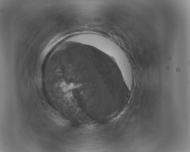 X0000076320295200610161650