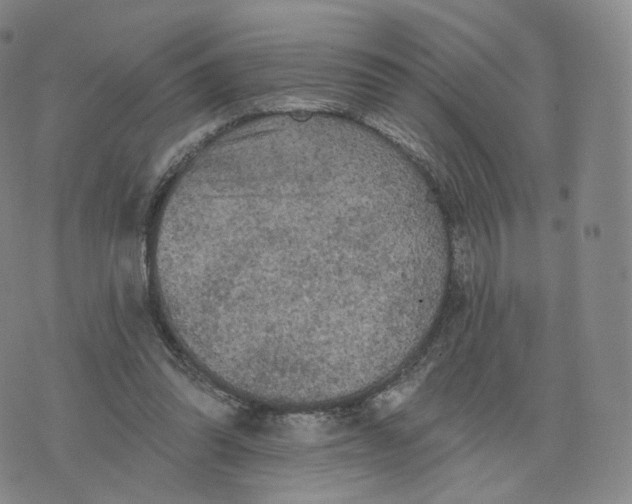 X0000076320302200610161650