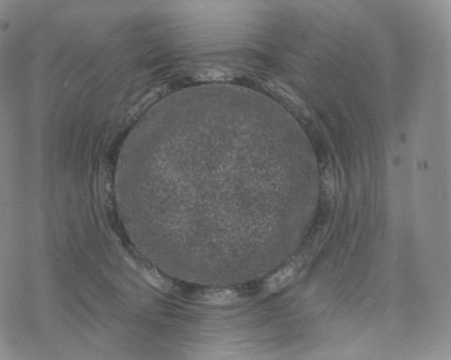 X0000076320322200610161650