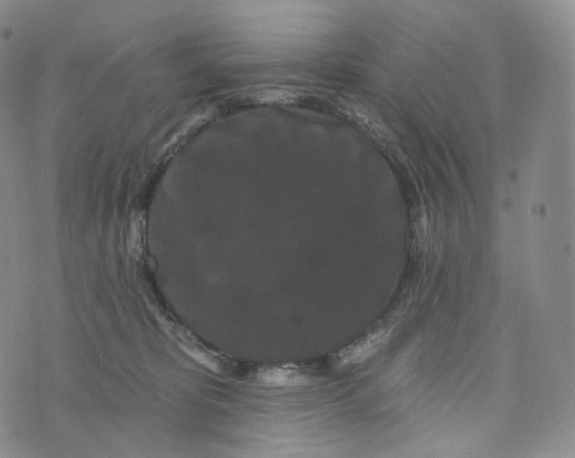 X0000076320325200610161650