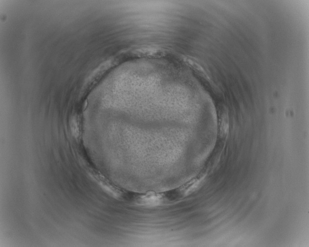 X0000076320335200610161650