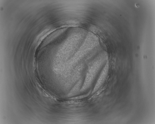 X0000076320338200610161649