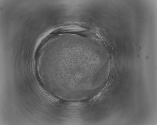 X0000076320342200610161649