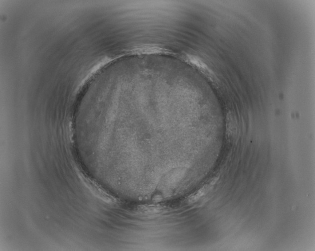 X0000076320351200610161649