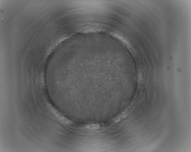 X0000076320353200610161649