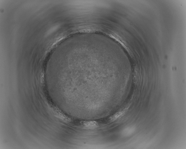 X0000076320355200610161649