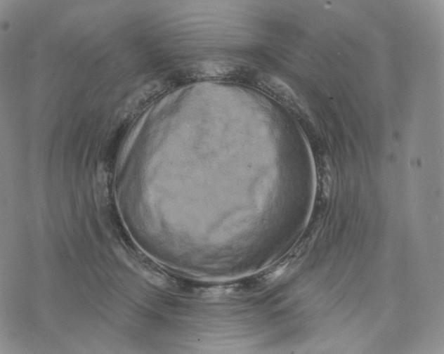 X0000076320366200610161650