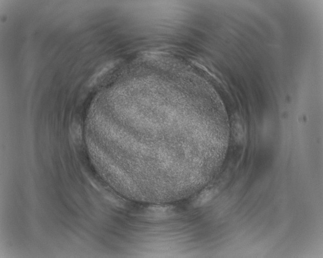 X0000076320375200610161650