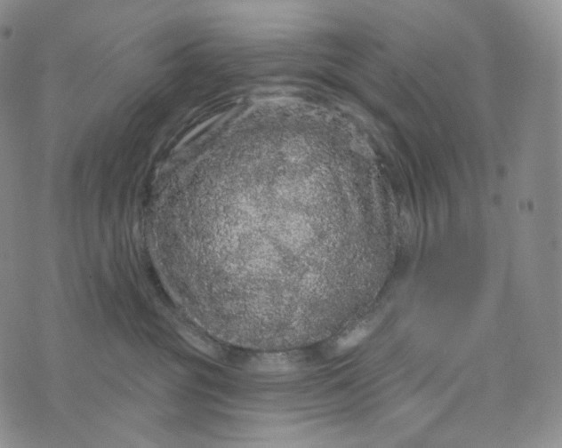 X0000076320381200610161650