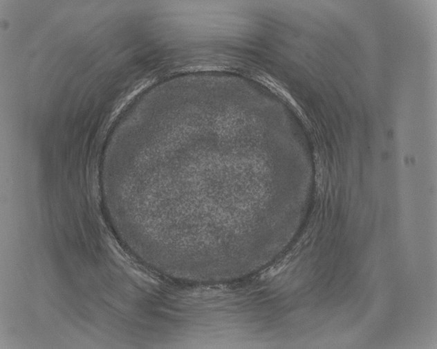 X0000076320386200610161649