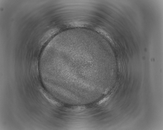 X0000076320398200610161649