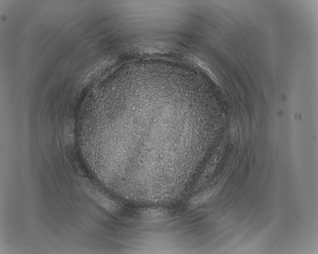 X0000076320402200610161649