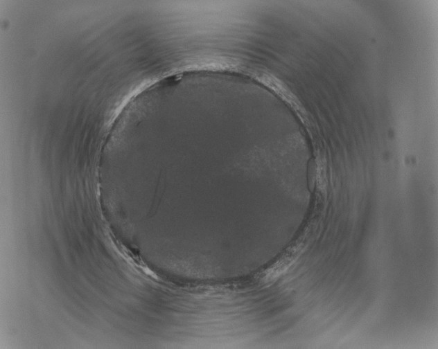 X0000076320434200610161648