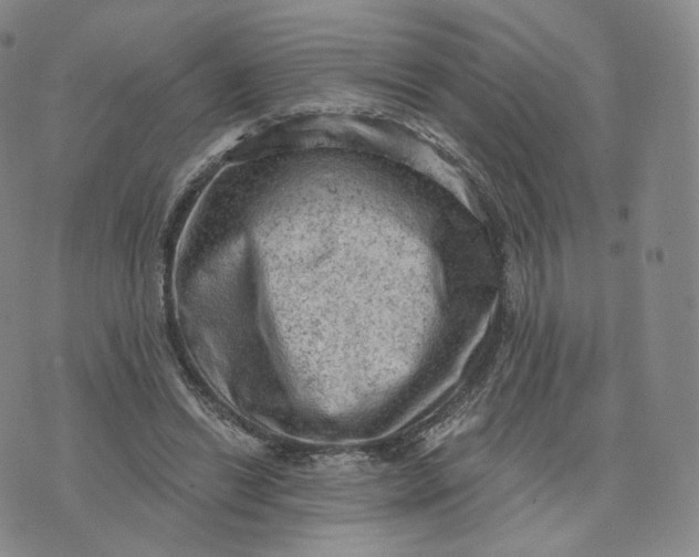 X0000076320446200610161648