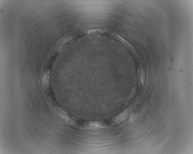 X0000076320475200610161648