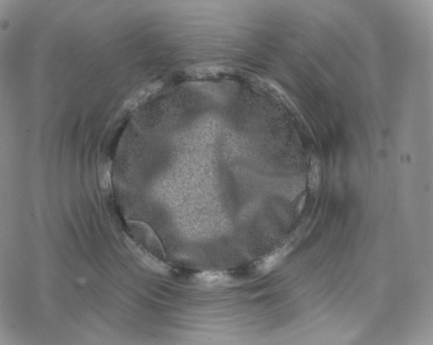 X0000076320477200610161648