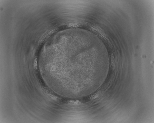 X0000076320502200610161647