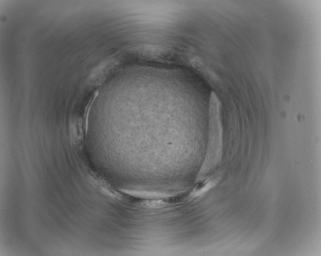 X0000076320528200610161647