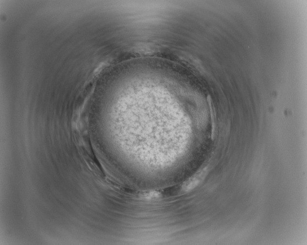 X0000076320576200610161647