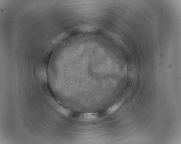 X0000076320622200610161645