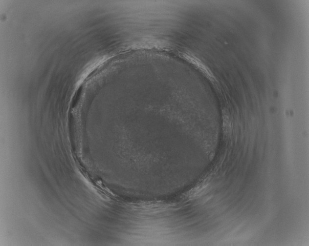 X0000076320626200610161644