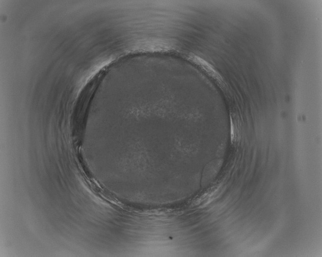 X0000076320627200610161644