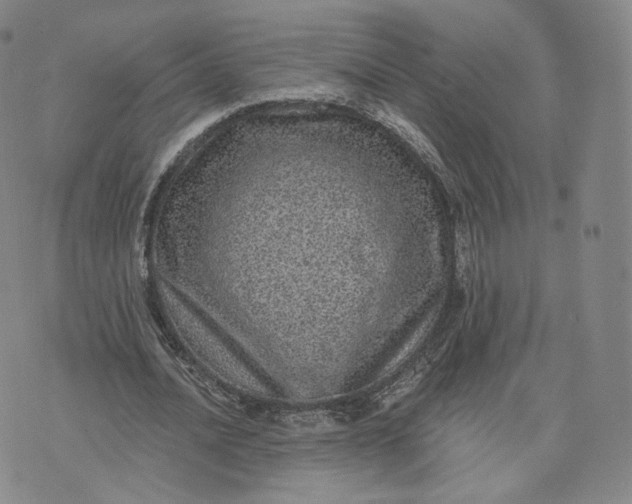 X0000076320628200610161644