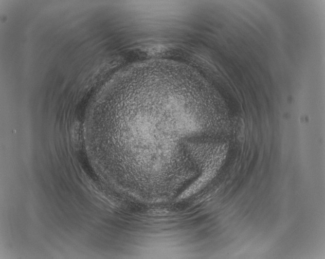 X0000076320650200610161645