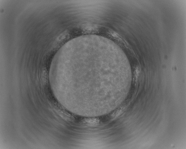 X0000076320659200610161645