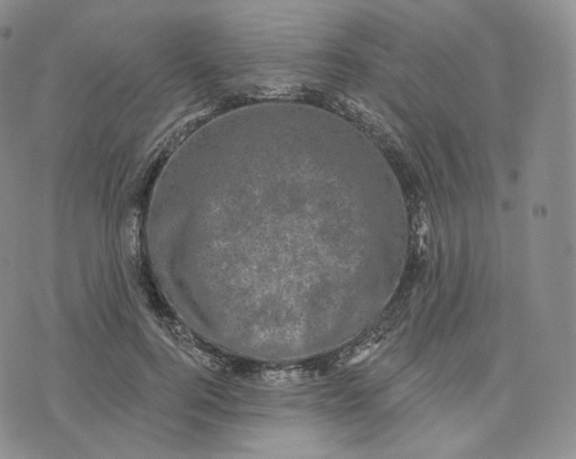 X0000076320744200610161643