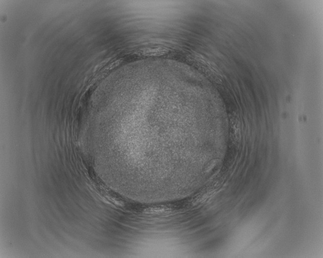 X0000076320745200610161643